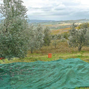 Rete per olive rinforzata e occhiellata tessuto antispina telo INTERO verde 33 gr/mq